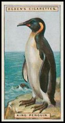 33 King Penguin